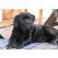 Cane Corso Welpen - Rüde