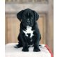 Cane Corso - schöne Welpen mit Stammbaum, Cane Corso Welpen - Rüde