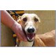 Canela, Galgo Español - Hündin