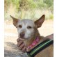 Canela-NOTFALL, Podenco Andaluz - Hündin