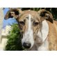 Canelita, sanfte Galga - Hündin