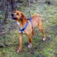 Canelo, Mix - Rüde