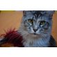 Cankcats Babarella , Maine Coon - Katze