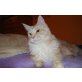 Cankcats Beluga , Maine Coon - Kater