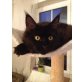 Cankcats Ever Black Velvet, Maine Coon - Katze