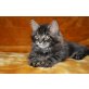 Cankcats KTM Blackknight  , Maine Coon - Kater