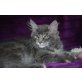 Cankcats Montesa Blue , Maine Coon - Katze