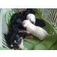 Cannel, Prinzes und Flocke, Chihuahua-Pekingnesemix Welpen - Hündin
