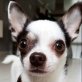 Cano, Chihuahuarüde sucht tolles Zuhause, Chihuahua kurzhaariger Schlag - Rüde