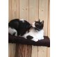 Cansi, Europäische Kurzhaarkatze - Katze