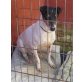 Canyon, Jack Russel-Foxterrier-Mix - Rüde