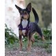 Caoba, Chihuahua-Mix - Hündin
