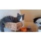Capar, Sibirische Katze - Kater