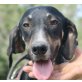 Caperucita, Pointer Mix - Hündin