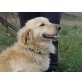 Capichero, golden Retriever - Rüde