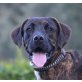 Capone, Labrador Boxer Mix - Rüde