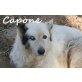 Capone-braucht ein tolles Zuhause !!!!, Mischling - Rüde