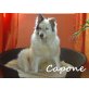 Capone-ist ein ganz edler Gentleman!!!, Mischling - Rüde