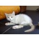 Cappucino, Britisch Kurzhaar x Unbekannt - Kater