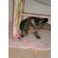 Caprice 1, EKH und Hauskatze - Kater