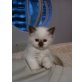 Caprice, Heilige Birma - Katze