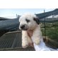 Captain, Bobtail-Mix - Rüde