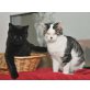 Captain & Hook, Hauskatze - Kater