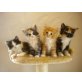 Captain Will Turner, Black Pearl, Kalypso...., Maine Coon - Kater