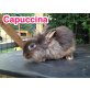 Capuccina, Löwenkopfzwerge - weiblich