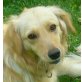 Cara 2, Retriever - Hündin