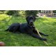 Cara, Labrador-Dogge - Hündin