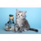 Cara-Mia A Star Coon, Maine Coon - Katze
