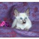CaraMia von Rosenharz, Balinese - Katze