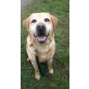Caramel hübscher Labrador wartet im Tierheim, Labrador Retriever - Rüde