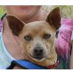 Caramel, kleiner Pinscher Mix - Rüde
