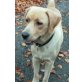 Caramella, Labrador-Mix - Hündin