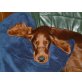 Caramelo, Irish Setter - Rüde