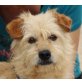 Caramia, Terrier Mix - Hündin