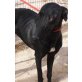 Carbón, geb. 05.2015 fröhlicher,sehr freundl., Galgo Español - Rüde
