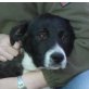 Caribe, Dalmatiner - Border Collie Mix - Rüde