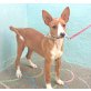 *Carica*, Podenco-Mix Welpen - Hündin