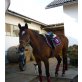 Carina, Württemberger - Stute