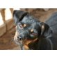 Carinja, Pinscher-Mischling - Hündin