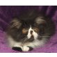 Carinos Kermit, Perser Bicolor - Kater
