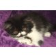 Carinos Kiko, Perser Bicolor - Kater