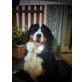 Carla, Berner Sennenhund - Hündin