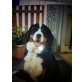 Carla, Berner Sennenhund - Hündin