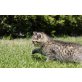 Carli, Bengal und Perser - Kater