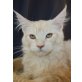 Carlisle, Maine Coon - Kater
