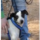 Carlitos, Bodeguero - span. Jack Russell - Rüde